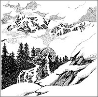 IVES - illustrations for Alaska Travel Adventures